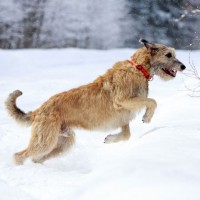 irish wolfhound breed dog red minepuppy
